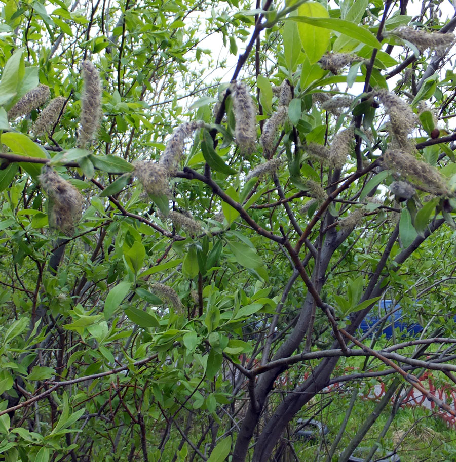 Image of Salix &times; laurina specimen.