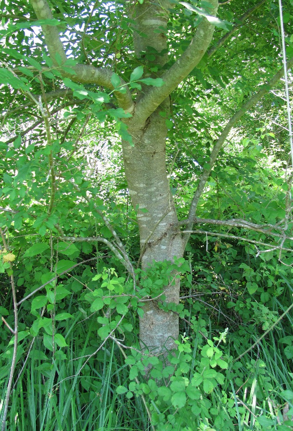 Image of genus Fraxinus specimen.