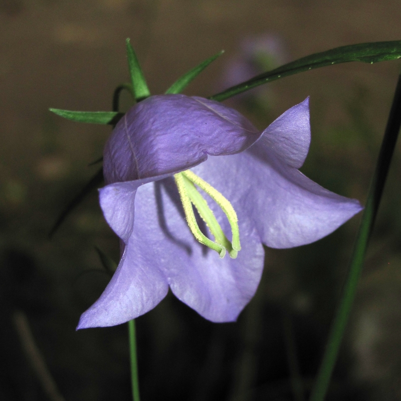 Image of Campanula persicifolia specimen.