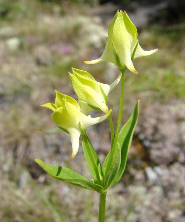 Image of Halenia corniculata specimen.