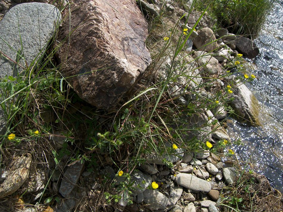 Image of Potentilla semilaciniosa specimen.