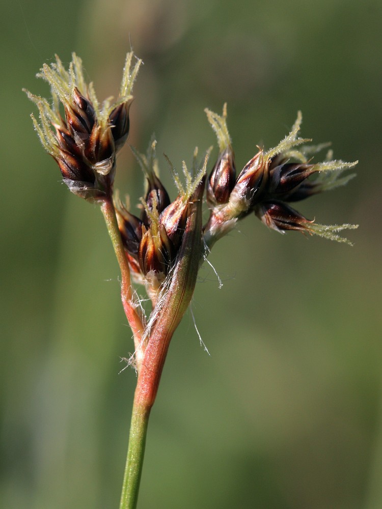 Image of Luzula multiflora specimen.