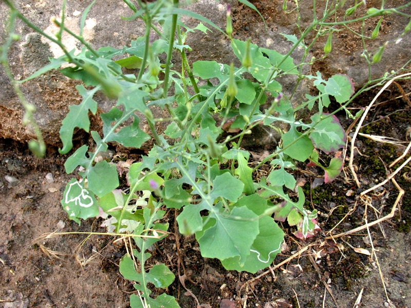 Image of Lactuca dissecta specimen.