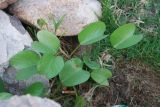 Ipomoea pes-caprae. Молодое растение. Египет, Синай, Шарм-эль-Шейх. 19.02.2009.