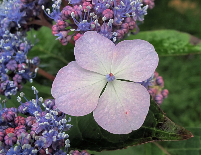 Image of Hydrangea macrophylla ssp. serrata specimen.