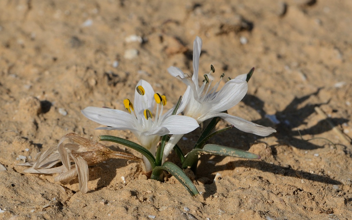 Изображение особи Colchicum tuviae.