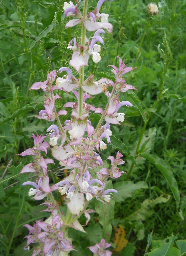 Image of Salvia sclarea specimen.