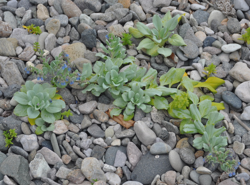 Image of Mertensia maritima specimen.