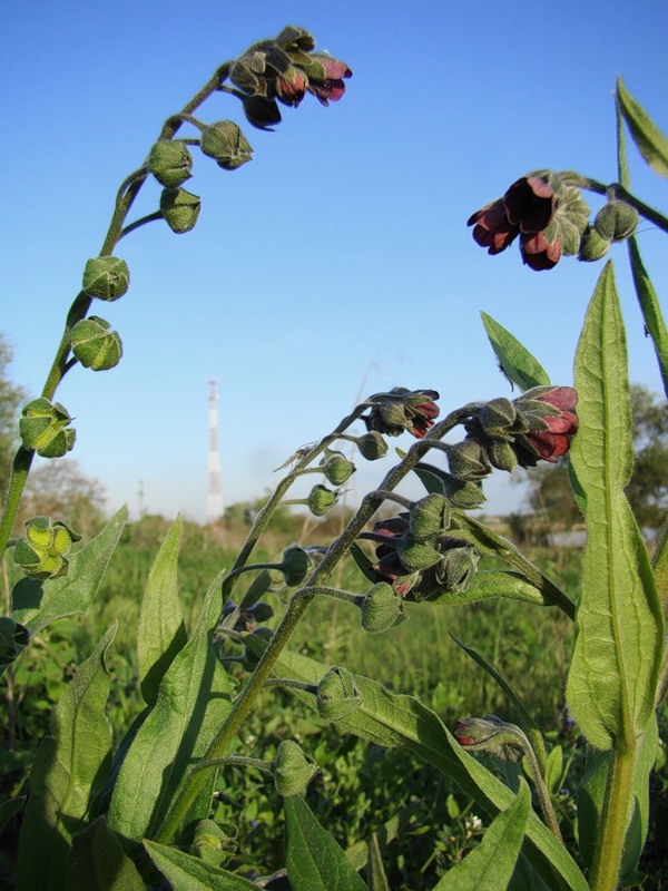 Image of Cynoglossum officinale specimen.