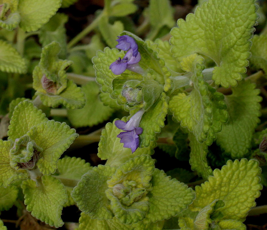 Изображение особи Nepeta &times; faassenii.