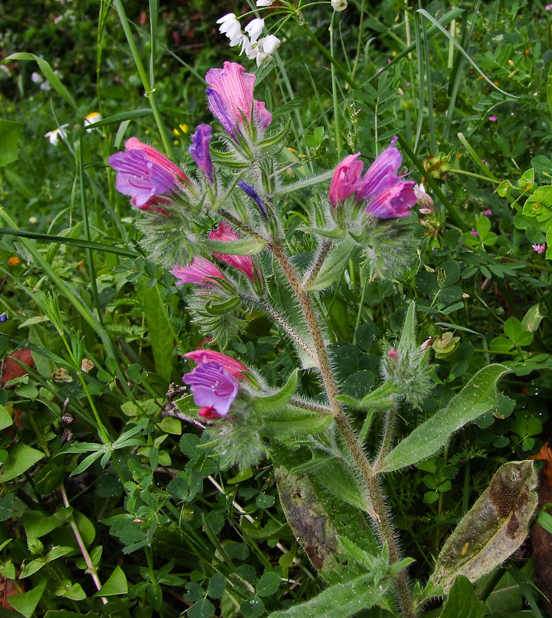 Изображение особи Echium judaeum.