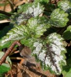 Galeobdolon luteum. Листья. Германия, г. Кемпен, у прогулочной дорожки. 22.03.2013.