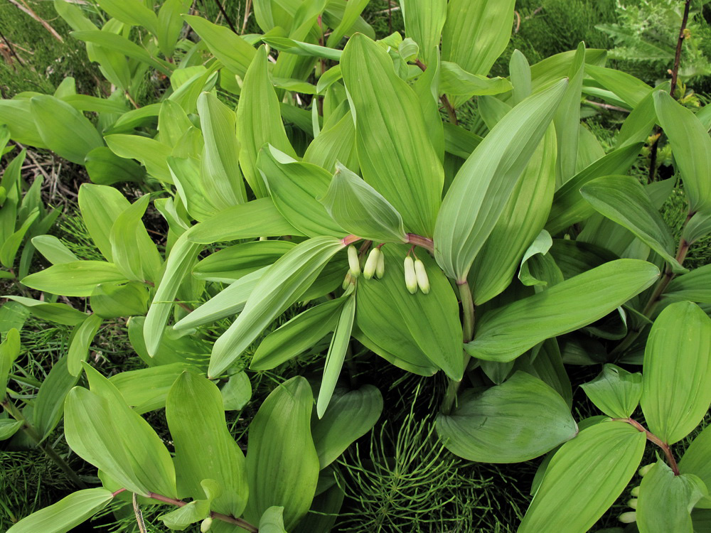 Изображение особи Polygonatum odoratum.