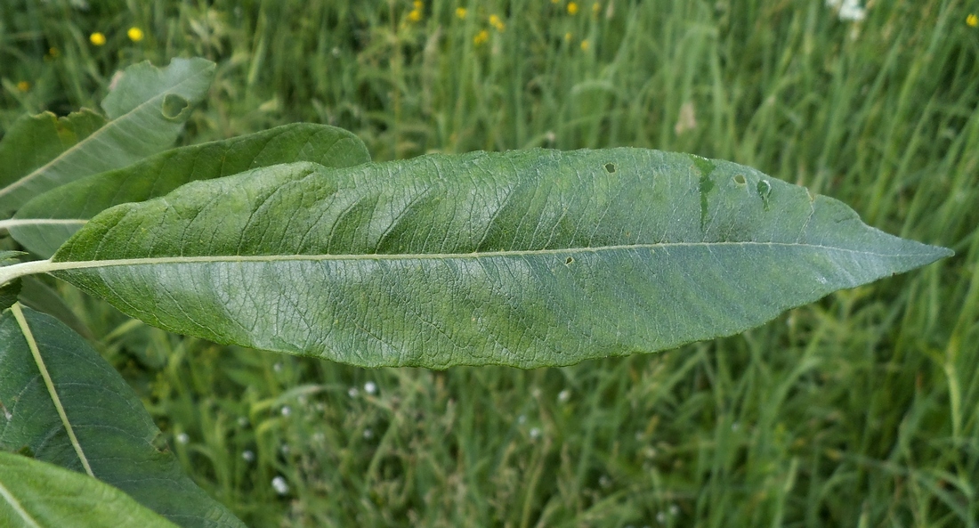 Image of Salix gmelinii specimen.