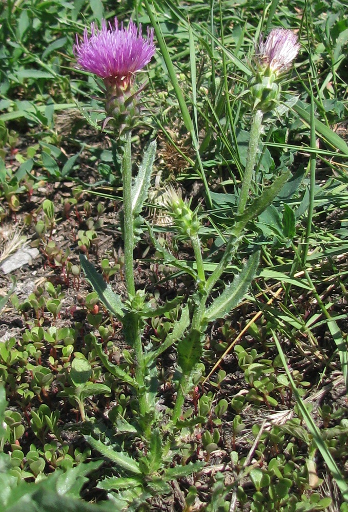 Image of genus Carduus specimen.