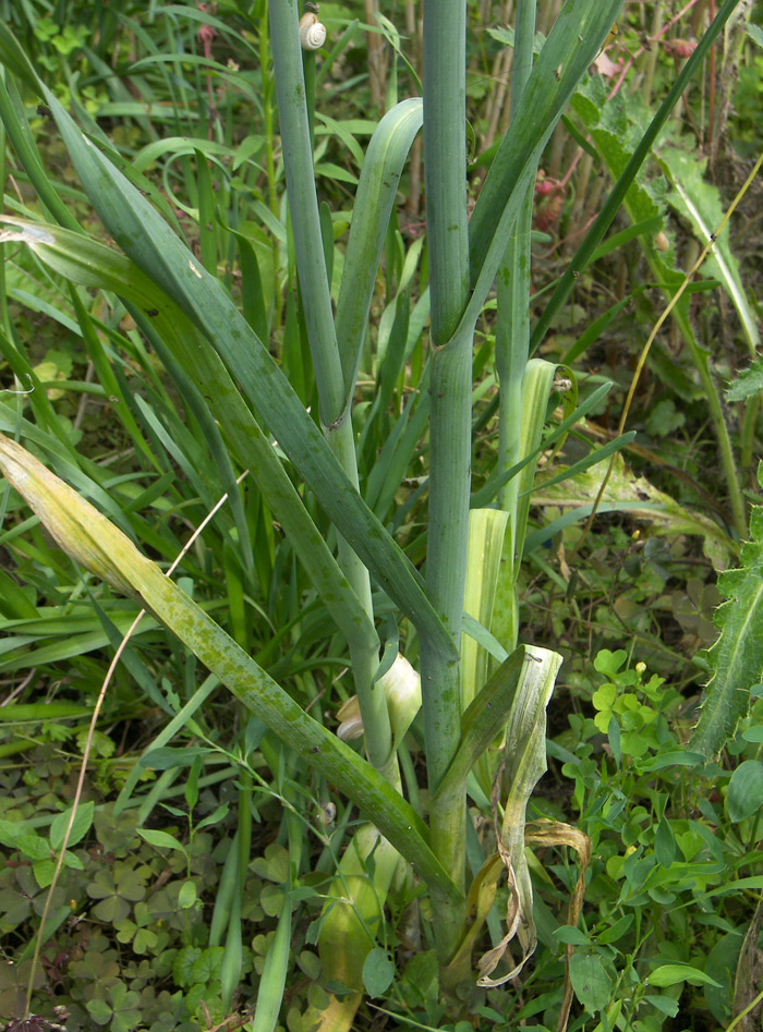 Изображение особи Allium porrum.