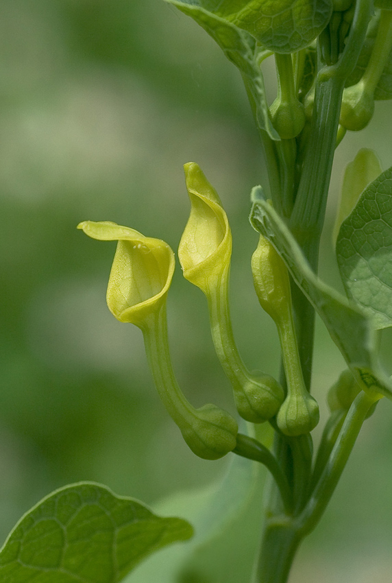 Изображение особи Aristolochia clematitis.