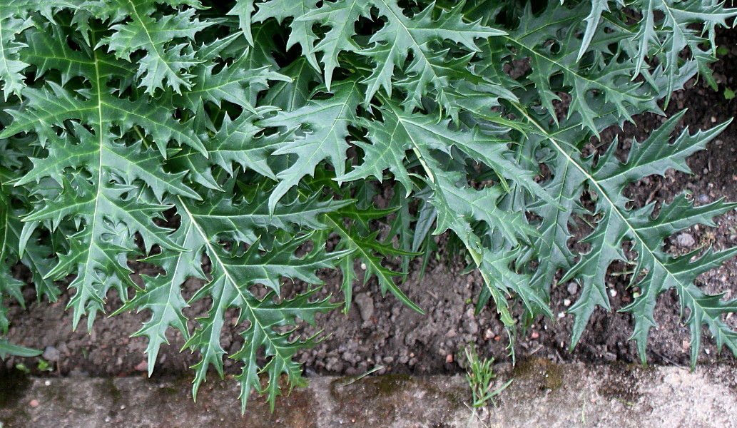 Изображение особи Acanthus spinosus.