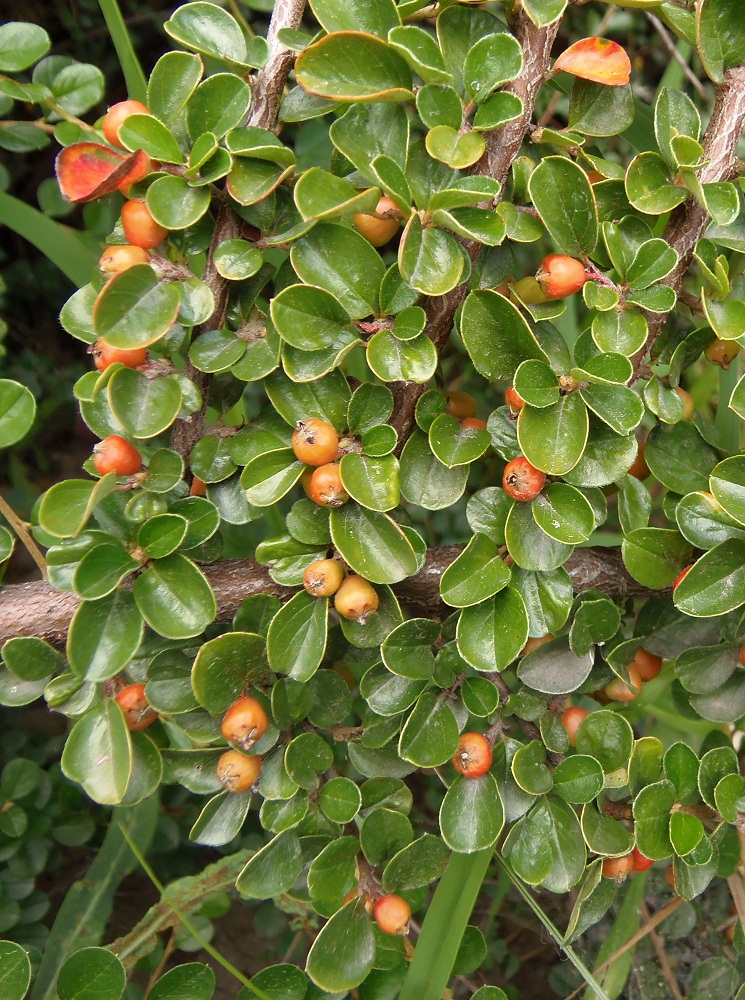 Image of Cotoneaster horizontalis specimen.