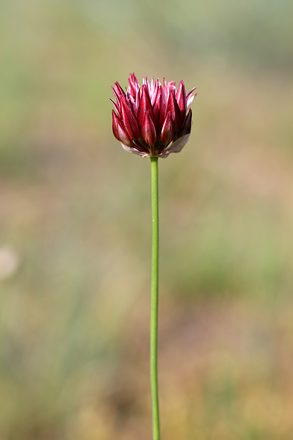 Изображение особи Allium inconspicuum.