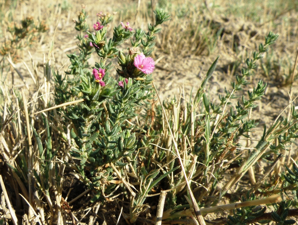 Image of Frankenia hirsuta specimen.