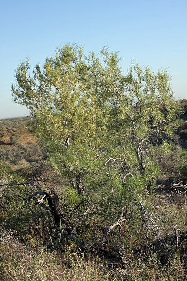 Image of genus Calligonum specimen.