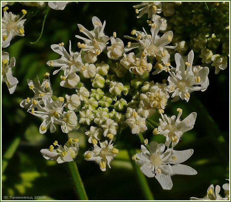 Image of Heracleum mantegazzianum specimen.