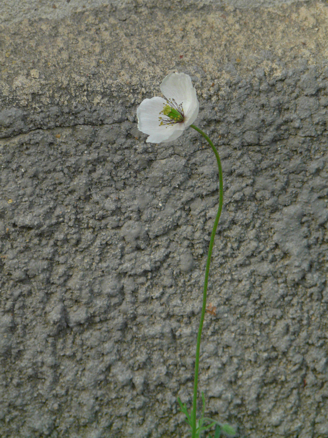 Image of Papaver albiflorum specimen.