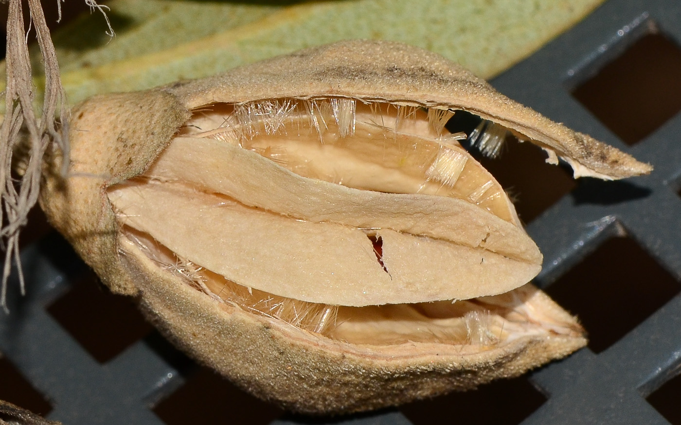 Image of Lagunaria patersonia specimen.