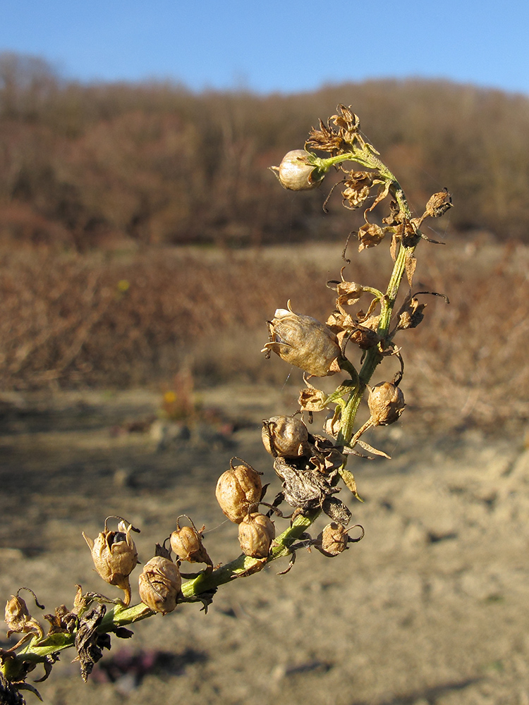 Изображение особи Linaria ruthenica.