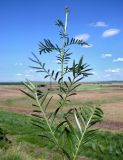 Rhaponticoides ruthenica. Побег с нераспустившимися соцветиями. Ростовская обл., Куйбышевский р-н, окр. с. Лысогорка, меловой склон правого коренного берега р. Тузлов. 28.05.2013.