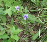 Viola tricolor. Цветущие растения. Иркутская обл., Иркутский р-н, лесополоса у дачного посёлка. 31.05.2013.