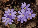 Hepatica nobilis. Цветки. Московская обл., г. Дубна, лесопарк. 31.03.2007.