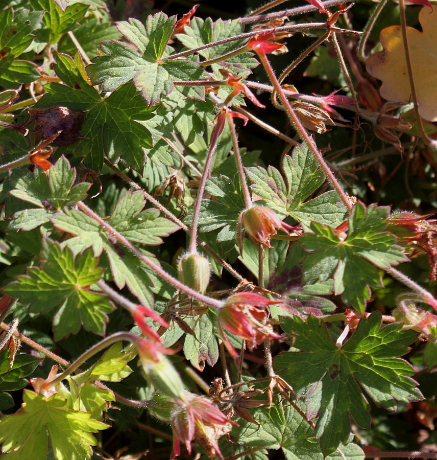 Image of genus Geranium specimen.