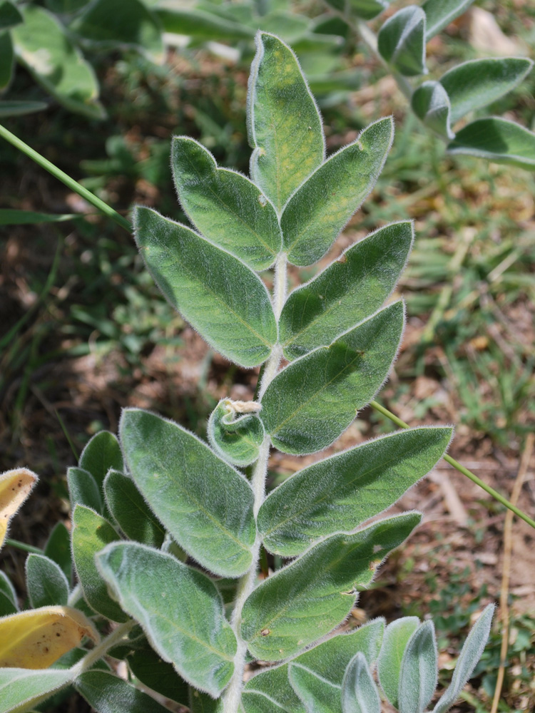 Изображение особи Astragalus eximius.