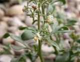 Reseda urnigera. Нижняя часть соцветия с верхними листьями (Reseda boissieri Müll. Arg.). Израиль, впадина Мёртвого моря, окр. Эйн-Геди, каменистая пустыня вблизи дороги. 18.03.2014.