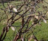 Acer griseum. Покоящиеся ветви с плодами. Германия, г. Дюссельдорф, Ботанический сад университета. 10.03.2014.