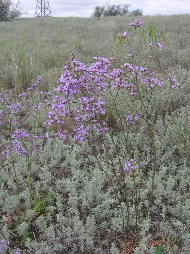 Image of Limonium gmelinii specimen.