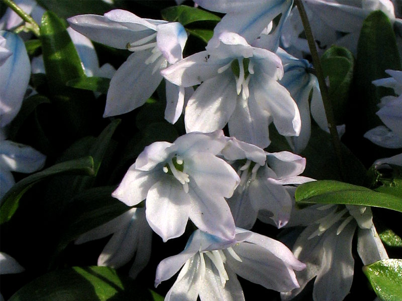 Image of Scilla mischtschenkoana specimen.