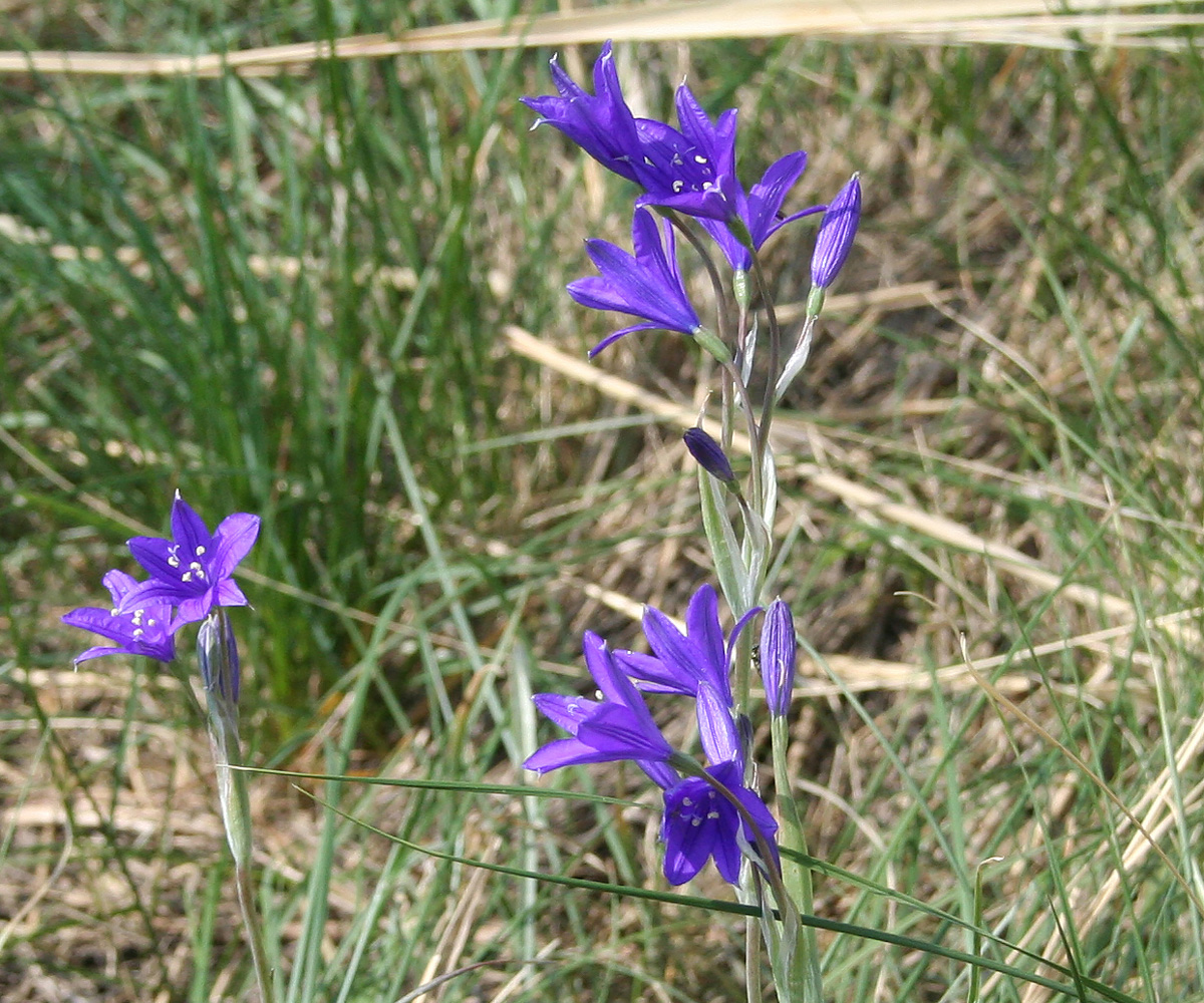 Image of Ixiolirion tataricum specimen.