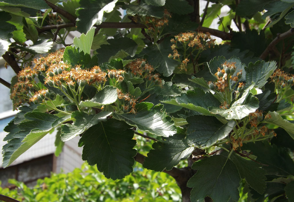 Изображение особи Sorbus intermedia.