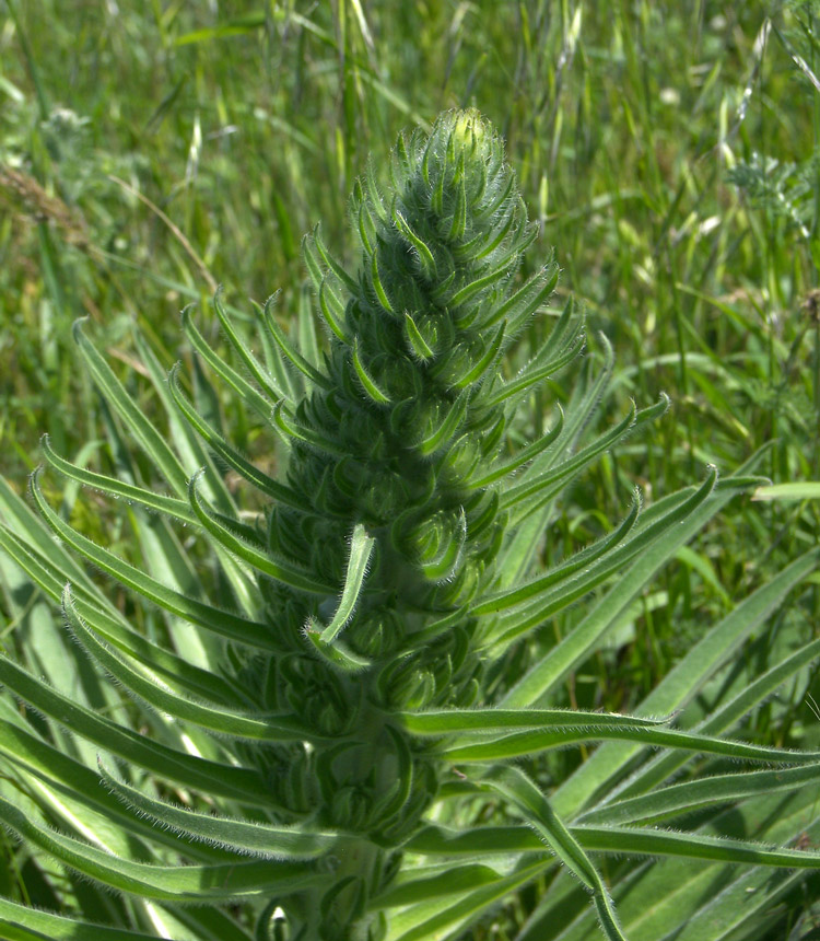 Image of Echium biebersteinii specimen.