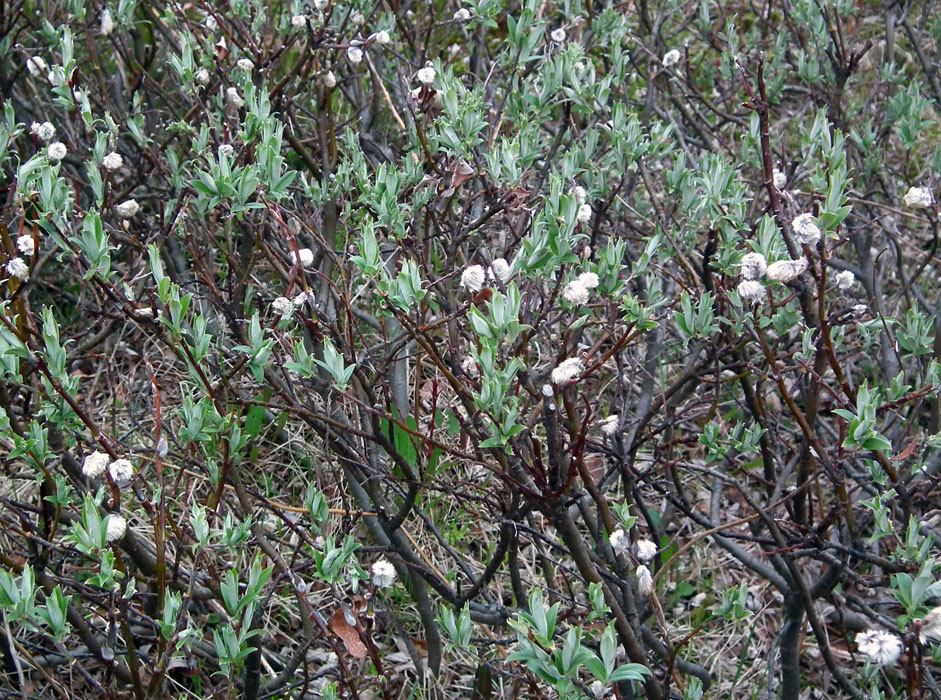 Изображение особи Salix glauca.