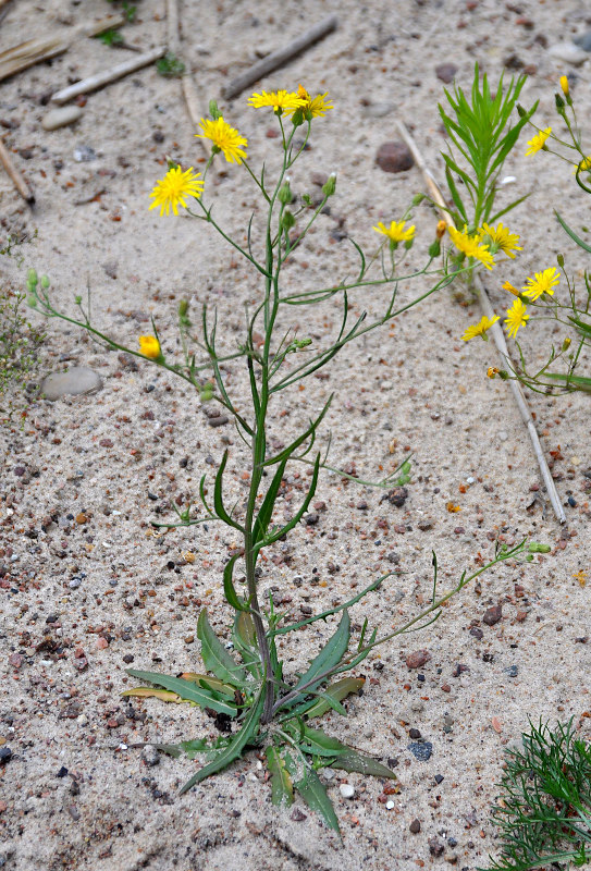 Изображение особи Crepis tectorum.