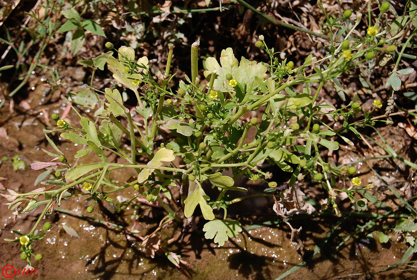 Image of Ranunculus sceleratus specimen.