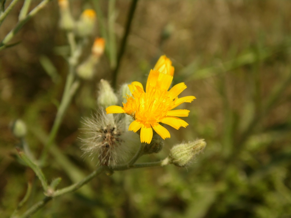 Изображение особи Pilosella echioides.