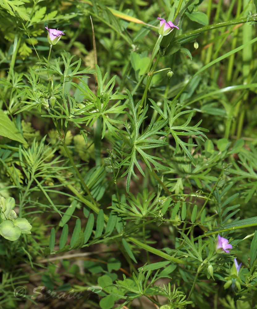 Изображение особи Geranium columbinum.