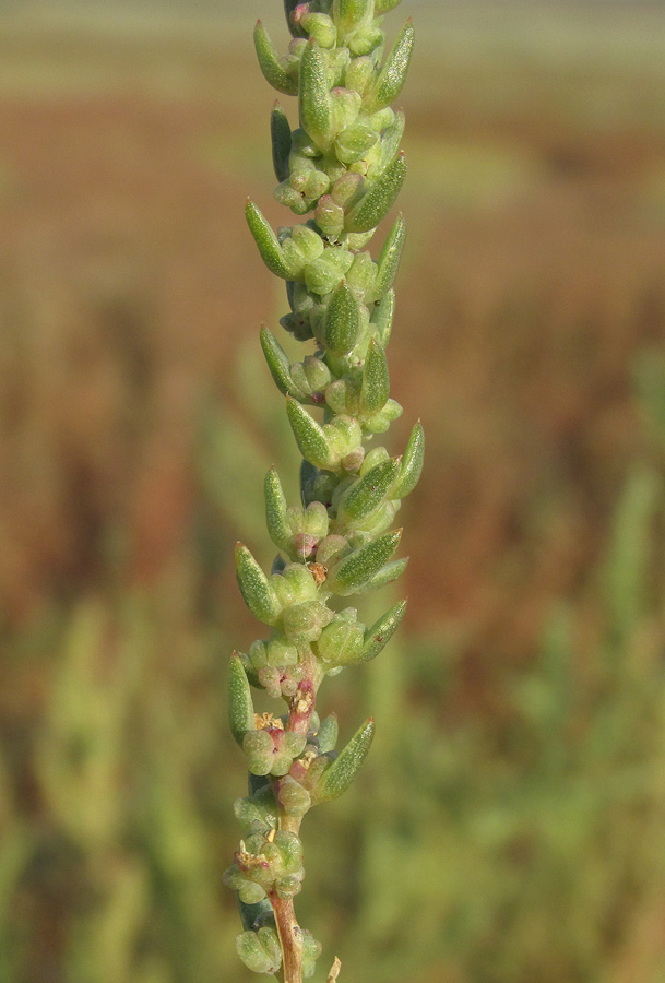 Image of Suaeda acuminata specimen.