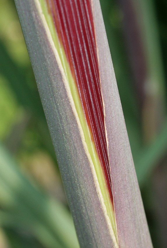 Image of Erianthus ravennae specimen.