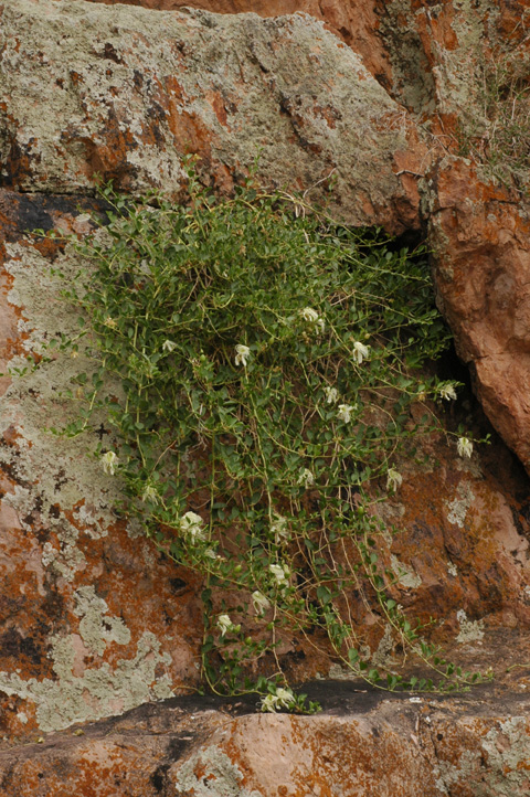 Изображение особи Capparis herbacea.